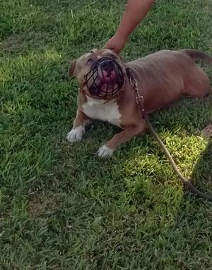 American Bully Servicio D Monta