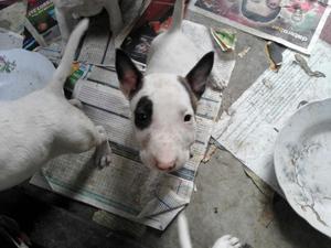 Bull Terrier