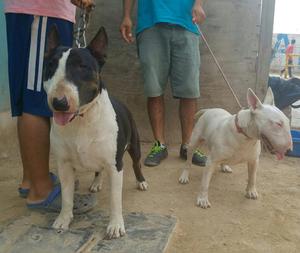 Bull Terrier Monta