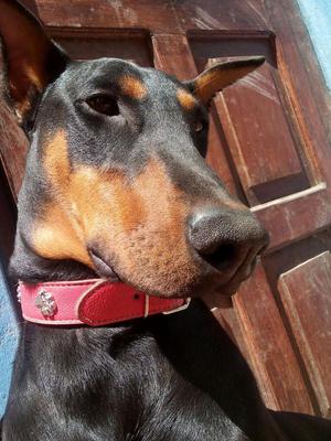 Busco Perro Macho Doberman