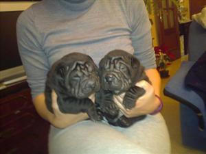 CACHORRAS SHARPEI