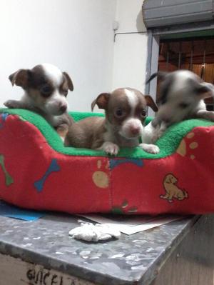 CRUSE DE CHIHUAHUAS CON JACK RUSSELL