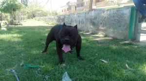 Cachorro Bully Fusion