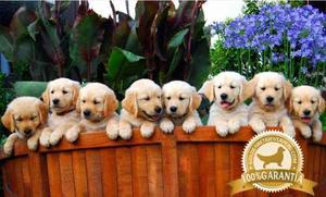 Cachorros Golden Retriever Los Mejores Cachorros Del Peru!