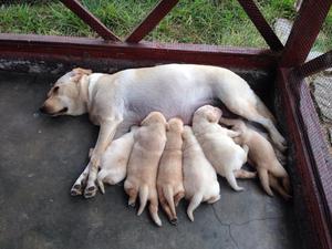 Cachorros Labradores