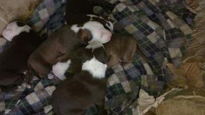 Cachorros Pitbulls