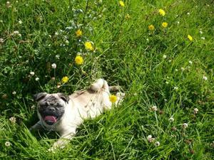 Cachorros Pug Carlino