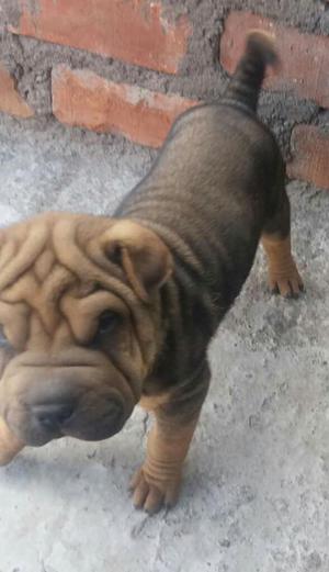 Cachorros Sharpei