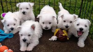Cachorros Westies, hermosas perritos, mascotas excelente
