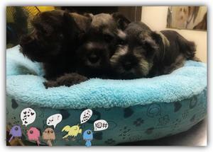 Cachorros schnauzer bien peluditos