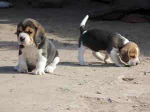 Espectaculares Cachorritos Beagles, Cabezita cuadrada,