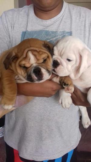 Hermoso Cachorro Bulldog Inglés Macho