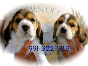 Hermosos Beagles Tricolores 13 Pulgadas