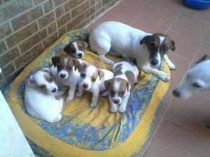 JACK RUSSELL TOYS MACHOS Y HEMBRAS