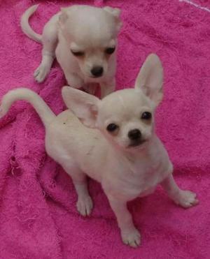 Mini Chihuahuas
