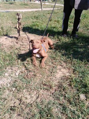 Pitbull Stanford