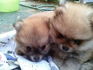 Pomerania Cachorros