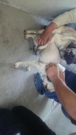 Pugs en Venta