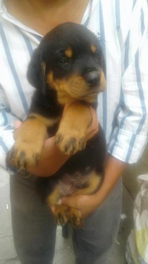 Rotweiller Cachorros