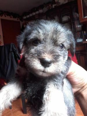 SCHNAUZER MINIATURAS MACHOI HENBRA