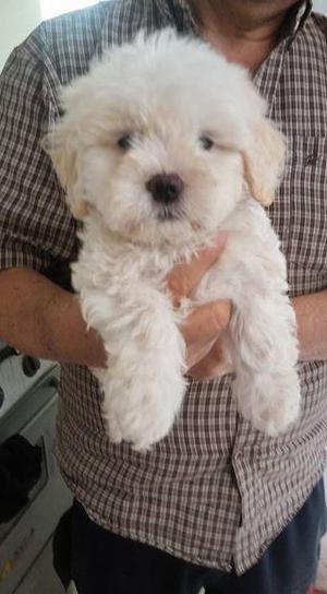 SHIH TZU MACHITO