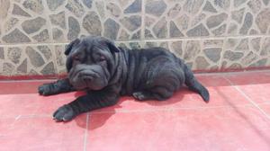 Se Vende Sharpei