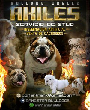 Servicio de Monta Bulldog Ingles