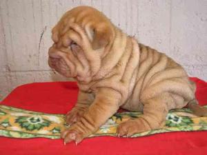 Sharpei