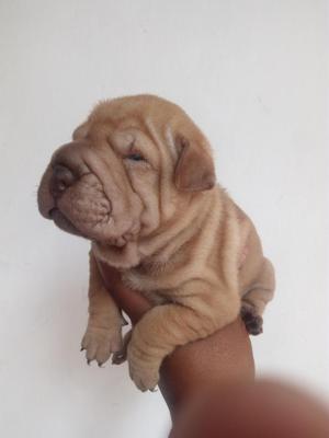 Sharpei