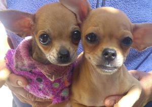 Vendo 2 cachorros chihuahua