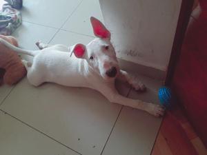 Vendo Bull Terrier Hembra