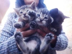 Vendo Gatitos Lindos Raza Ocicat