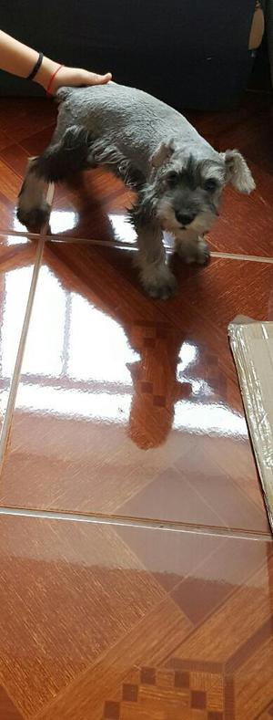 Vendo Hermosa Schnauzer Miniatura