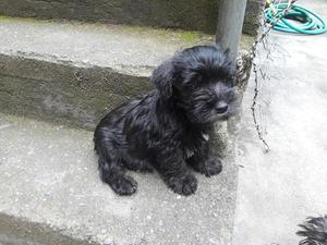 Vendo Schnauzer