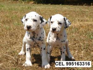 cachorros dalmata hermosos bellos amables vacunados