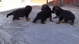 en venta lindos cachorros pastor aleman