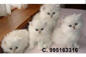 gato persa gatitos hermosos lindos vacunados