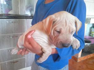 sharpei hembras en venta