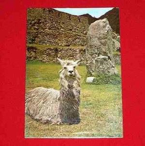 Antigua Postal Machu Picchu Detalle Llama 1980 Aeroperú