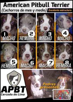 Cachorros Apbt - American Pitbull Terrier (cercado De Lima)