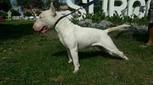 Monta Bull Terrier