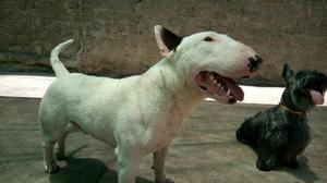 Servicio de Monta Bull Terrier