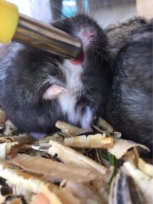 Adopta Hamsters Rusos