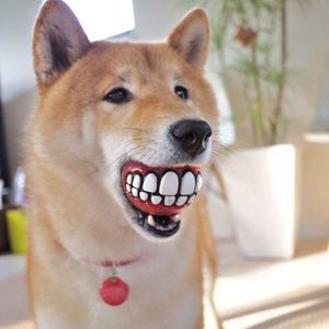Pelotas Juguete Perros Mascotas Sonrisa Dientes