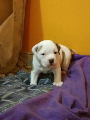 American Bully