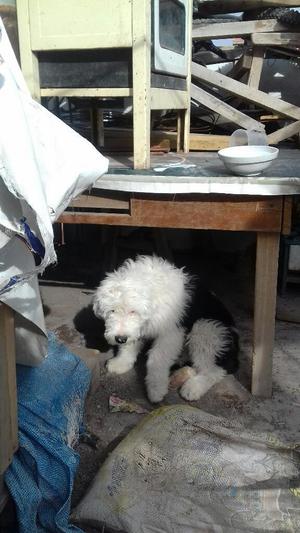 Bobtail Pastor Ingles