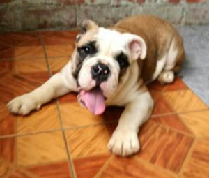 Bulldog Ingles