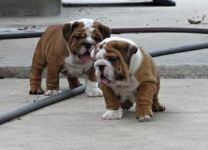 Bulldog Ingles