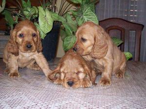 COKER SPANIEL PUROS