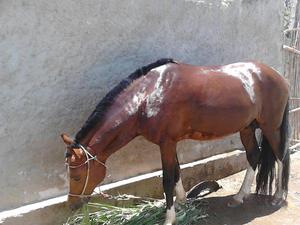 Caballo en Venta